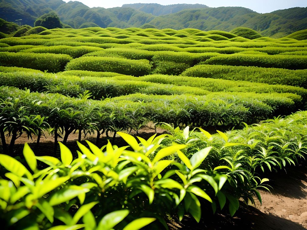 莆田菠菜圈论坛茶具有限公司启动“绿色茶园计划”，倡导茶叶可持续种植.jpg